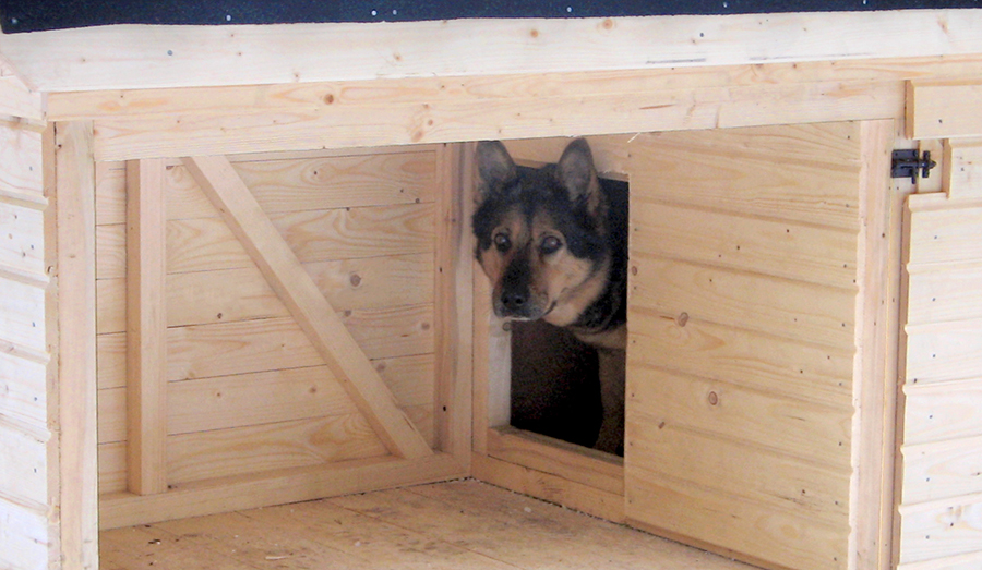 Koerakuut koeraga - eritellimus